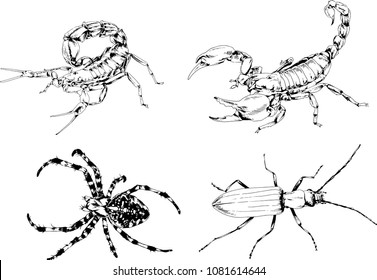 vector drawings sketches different insects bugs Scorpions spiders drawn in ink by hand , objects with no background
