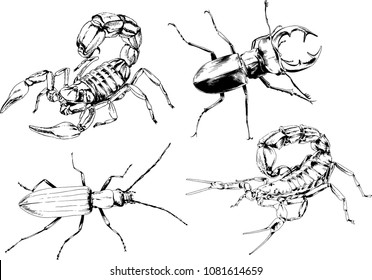 vector drawings sketches different insects bugs Scorpions spiders drawn in ink by hand , objects with no background
