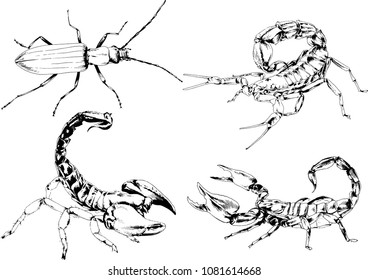 vector drawings sketches different insects bugs Scorpions spiders drawn in ink by hand , objects with no background
