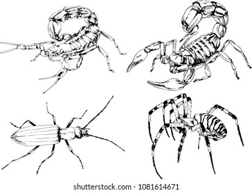 vector drawings sketches different insects bugs Scorpions spiders drawn in ink by hand , objects with no background
