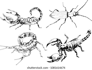 vector drawings sketches different insects bugs Scorpions spiders drawn in ink by hand , objects with no background
