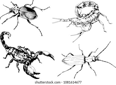 vector drawings sketches different insects bugs Scorpions spiders drawn in ink by hand , objects with no background
