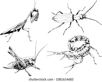 vector drawings sketches different insects bugs Scorpions spiders drawn in ink by hand , objects with no background

