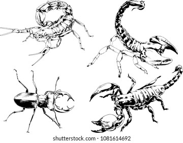 vector drawings sketches different insects bugs Scorpions spiders drawn in ink by hand , objects with no background
