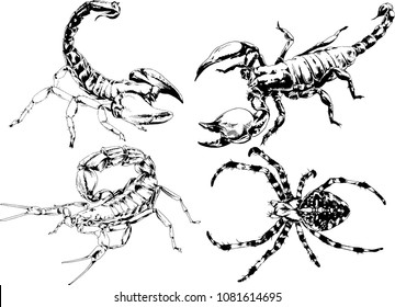 vector drawings sketches different insects bugs Scorpions spiders drawn in ink by hand , objects with no background
