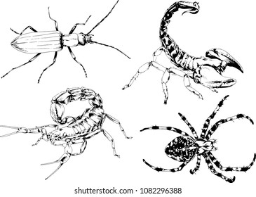 vector drawings sketches different insects bugs Scorpions spiders drawn in ink by hand , objects with no background
