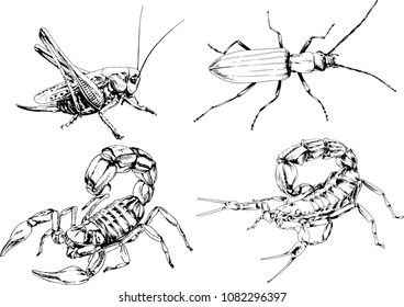 vector drawings sketches different insects bugs Scorpions spiders drawn in ink by hand , objects with no background
