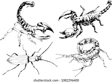 vector drawings sketches different insects bugs Scorpions spiders drawn in ink by hand , objects with no background
