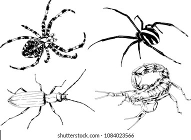 vector drawings sketches different insects bugs Scorpions spiders drawn in ink by hand , objects with no background
