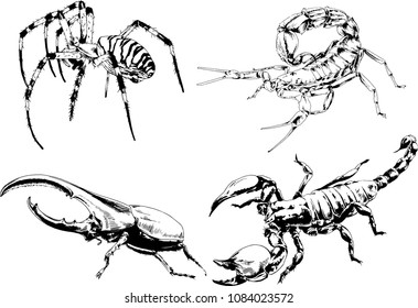 vector drawings sketches different insects bugs Scorpions spiders drawn in ink by hand , objects with no background
