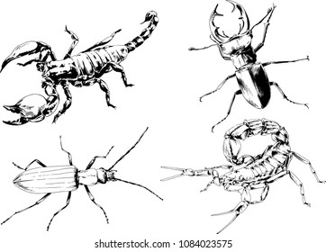 vector drawings sketches different insects bugs Scorpions spiders drawn in ink by hand , objects with no background
