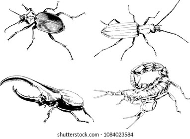 vector drawings sketches different insects bugs Scorpions spiders drawn in ink by hand , objects with no background
