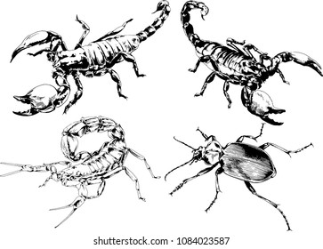 vector drawings sketches different insects bugs Scorpions spiders drawn in ink by hand , objects with no background
