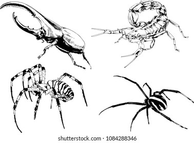 vector drawings sketches different insects bugs Scorpions spiders drawn in ink by hand , objects with no background
