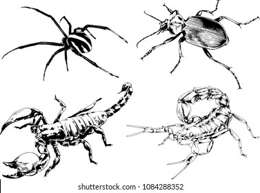 vector drawings sketches different insects bugs Scorpions spiders drawn in ink by hand , objects with no background
