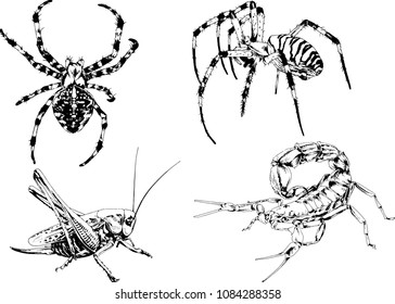 vector drawings sketches different insects bugs Scorpions spiders drawn in ink by hand , objects with no background
