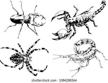 vector drawings sketches different insects bugs Scorpions spiders drawn in ink by hand , objects with no background

