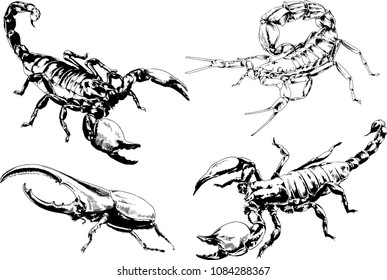 vector drawings sketches different insects bugs Scorpions spiders drawn in ink by hand , objects with no background
