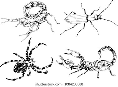 vector drawings sketches different insects bugs Scorpions spiders drawn in ink by hand , objects with no background
