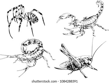 vector drawings sketches different insects bugs Scorpions spiders drawn in ink by hand , objects with no background
