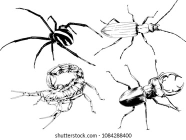 vector drawings sketches different insects bugs Scorpions spiders drawn in ink by hand , objects with no background
