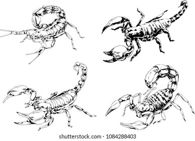 vector drawings sketches different insects bugs Scorpions spiders drawn in ink by hand , objects with no background
