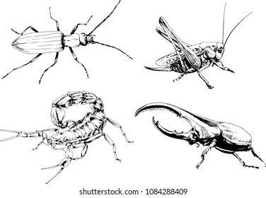 vector drawings sketches different insects bugs Scorpions spiders drawn in ink by hand , objects with no background
