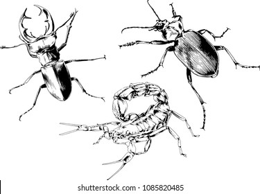 vector drawings sketches different insects bugs Scorpions spiders drawn in ink by hand , objects with no background
