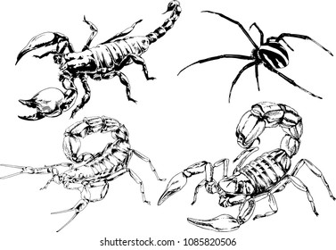 vector drawings sketches different insects bugs Scorpions spiders drawn in ink by hand , objects with no background
