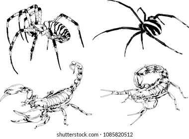 vector drawings sketches different insects bugs Scorpions spiders drawn in ink by hand , objects with no background

