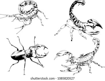 vector drawings sketches different insects bugs Scorpions spiders drawn in ink by hand , objects with no background
