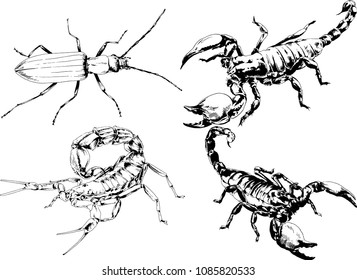 vector drawings sketches different insects bugs Scorpions spiders drawn in ink by hand , objects with no background
