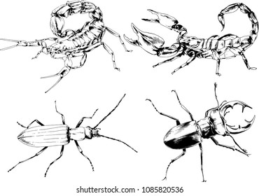 vector drawings sketches different insects bugs Scorpions spiders drawn in ink by hand , objects with no background
