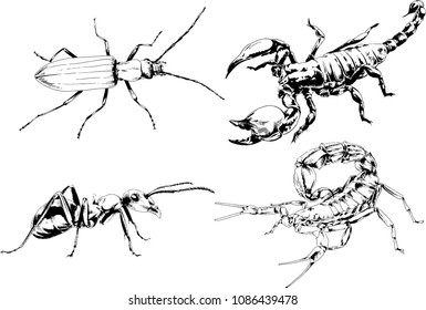 vector drawings sketches different insects bugs Scorpions spiders drawn in ink by hand , objects with no background
