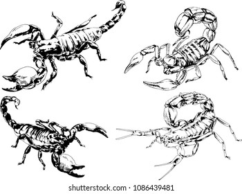 vector drawings sketches different insects bugs Scorpions spiders drawn in ink by hand , objects with no background
