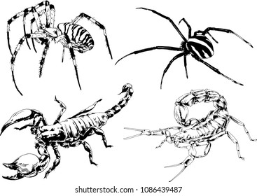 vector drawings sketches different insects bugs Scorpions spiders drawn in ink by hand , objects with no background
