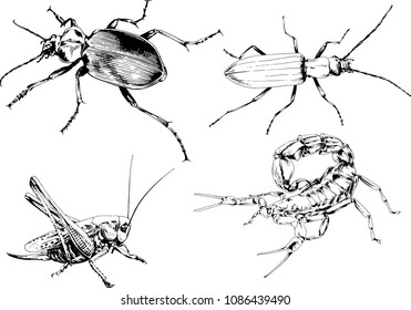 vector drawings sketches different insects bugs Scorpions spiders drawn in ink by hand , objects with no background
