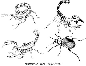vector drawings sketches different insects bugs Scorpions spiders drawn in ink by hand , objects with no background
