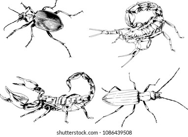 vector drawings sketches different insects bugs Scorpions spiders drawn in ink by hand , objects with no background
