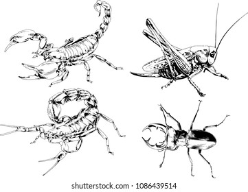 vector drawings sketches different insects bugs Scorpions spiders drawn in ink by hand , objects with no background
