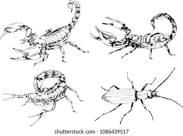 vector drawings sketches different insects bugs Scorpions spiders drawn in ink by hand , objects with no background
