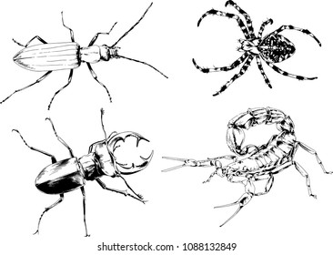 vector drawings sketches different insects bugs Scorpions spiders drawn in ink by hand , objects with no background
