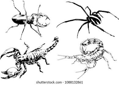 vector drawings sketches different insects bugs Scorpions spiders drawn in ink by hand , objects with no background
