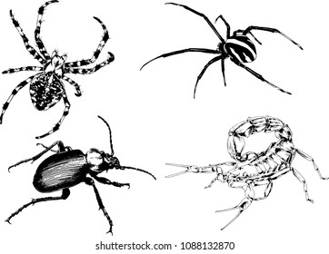 vector drawings sketches different insects bugs Scorpions spiders drawn in ink by hand , objects with no background
