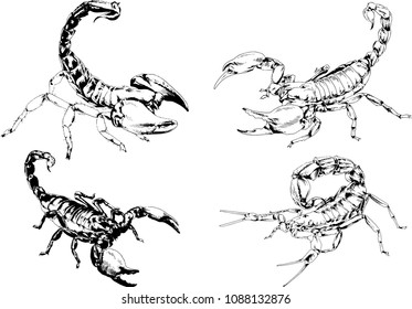 vector drawings sketches different insects bugs Scorpions spiders drawn in ink by hand , objects with no background

