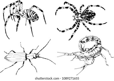 vector drawings sketches different insects bugs Scorpions spiders drawn in ink by hand , objects with no background
