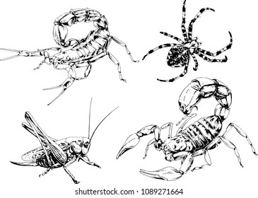 vector drawings sketches different insects bugs Scorpions spiders drawn in ink by hand , objects with no background
