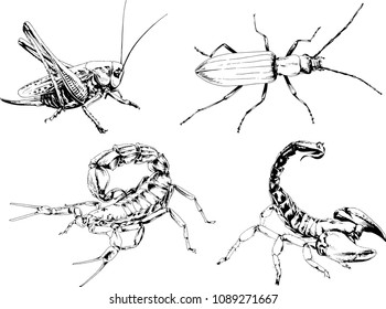 vector drawings sketches different insects bugs Scorpions spiders drawn in ink by hand , objects with no background
