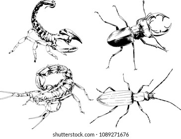 vector drawings sketches different insects bugs Scorpions spiders drawn in ink by hand , objects with no background
