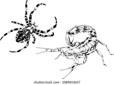 vector drawings sketches different insects bugs Scorpions spiders drawn in ink by hand , objects with no background
